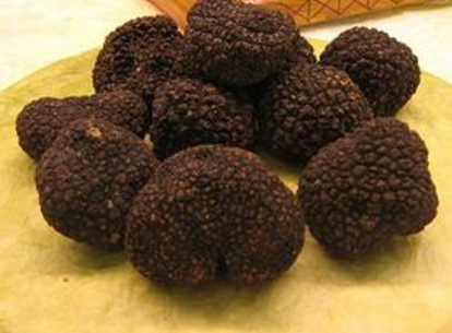 松露是豬和獵犬采摘回來(lái)的？